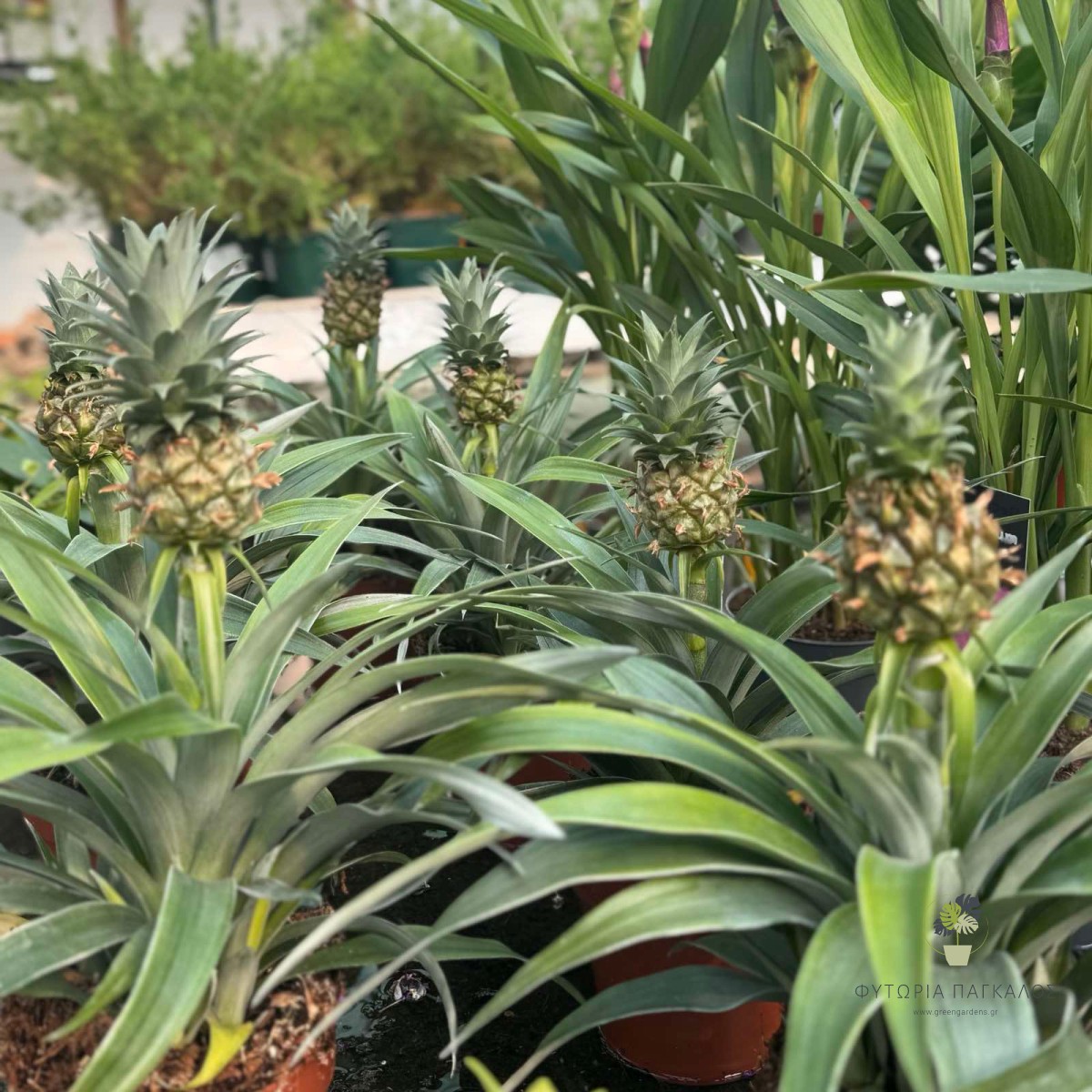 Ανανάς (Ananas comosus) - 3